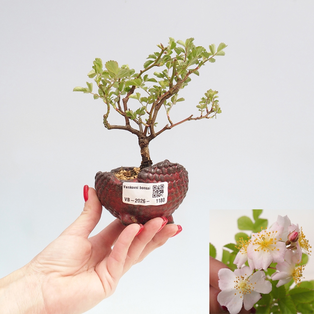 Bonsai für draußen - Rosa sp. - kleinblütige Rose