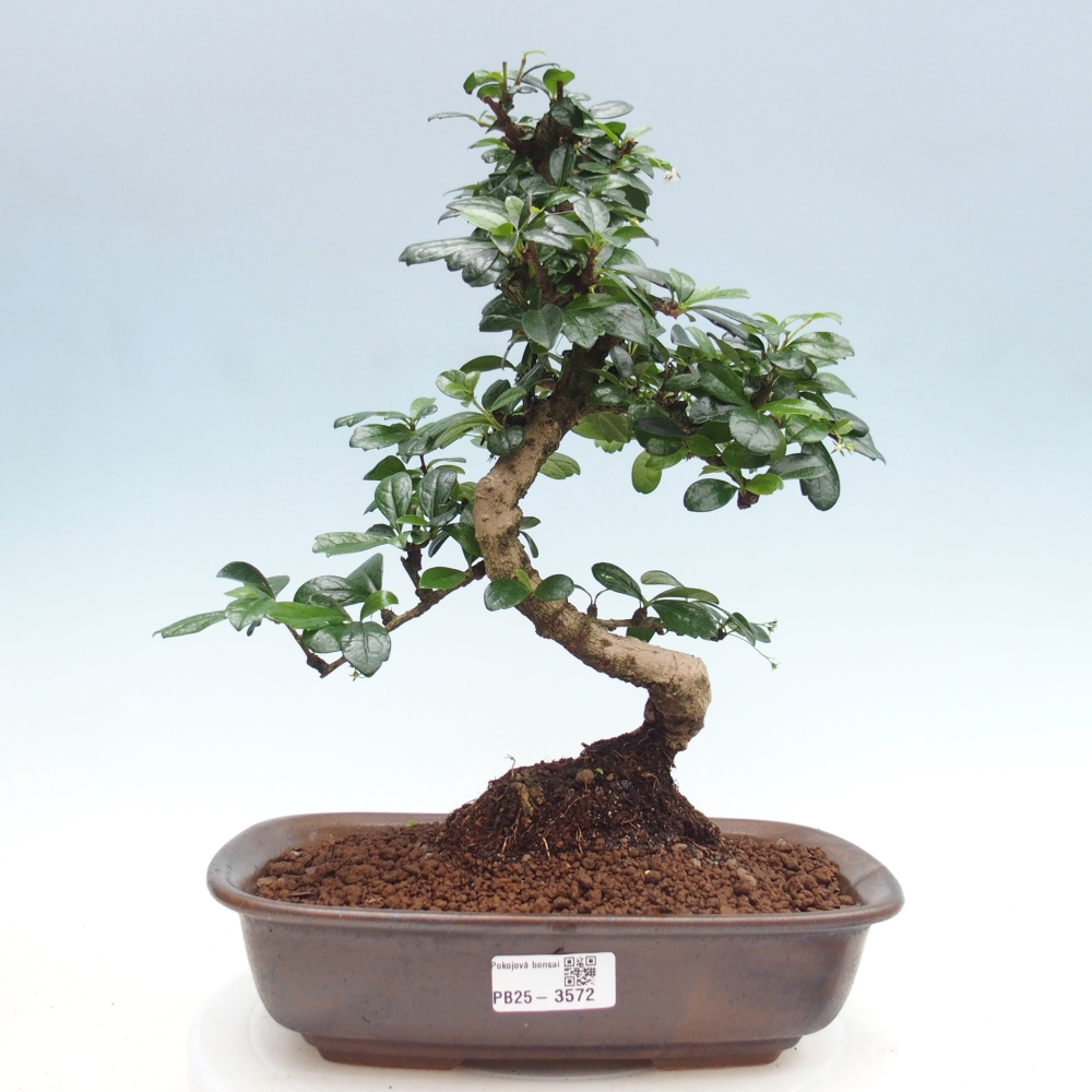 Zimmer-Bonsai - Carmona macrophylla - Tee-Fuki