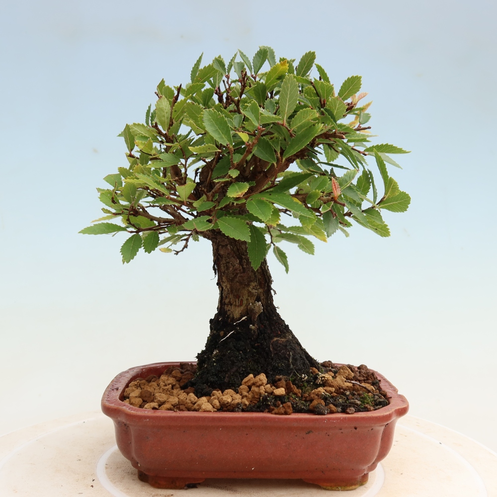 Bonsai für draußen - Zelkova - Zelkova NIRE