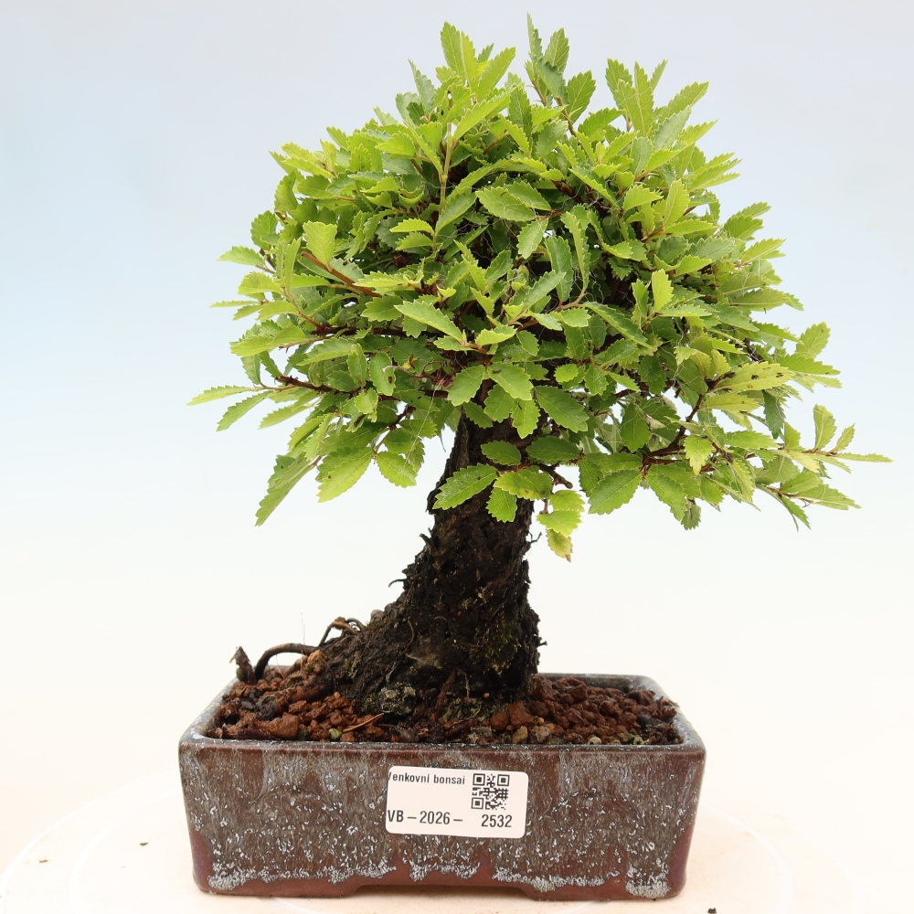 Bonsai für draußen - Zelkova - Zelkova NIRE