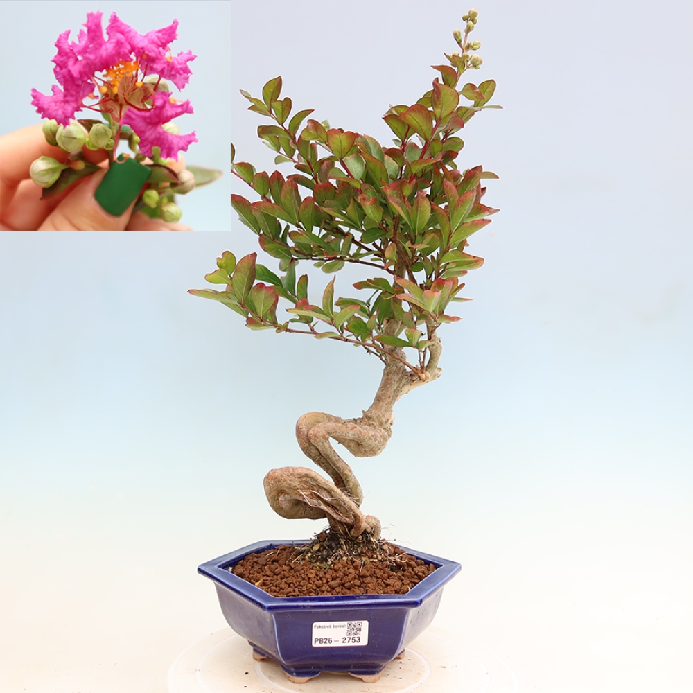 Zimmerbonsai – Lagerstroemia indica – Indischer Flieder