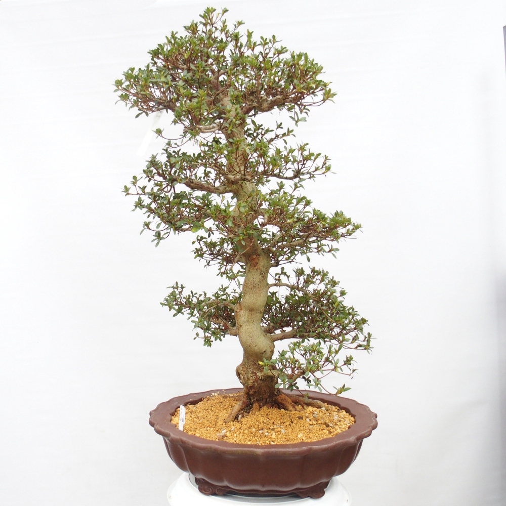 Bonsai für draußen - Japanische Azalee - Azalea Shikou
