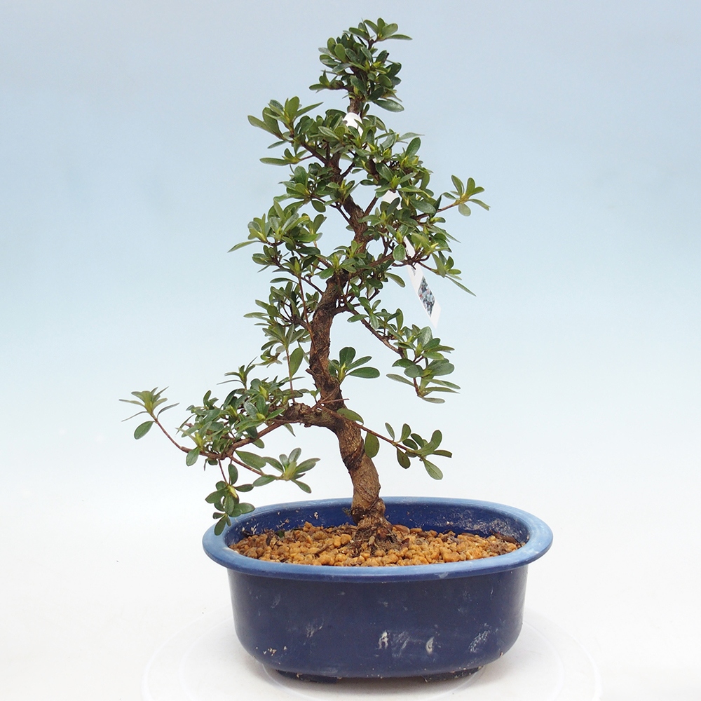 Bonsai für draußen - Japanische Azalee - Azalee Asahi-no-izumi