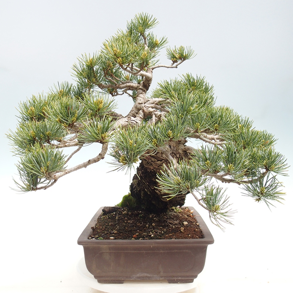 Bonsai für draußen - Pinus parviflora - Pinus parviflora