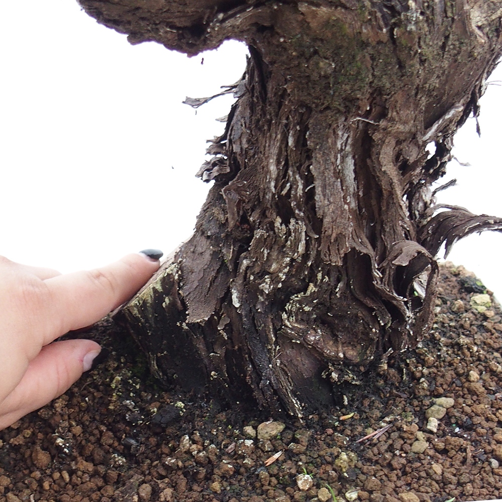 Bonsai im Freien - Vitis vinnifera MUSKAT ITALIA  - Weinrebe