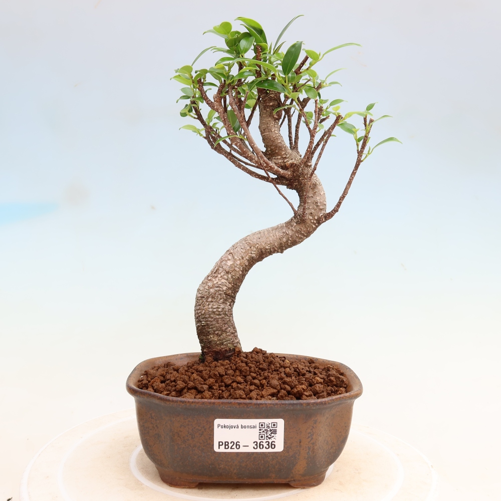 Zimmerbonsai - Ficus kimmen - Kleinblättriger Ficus