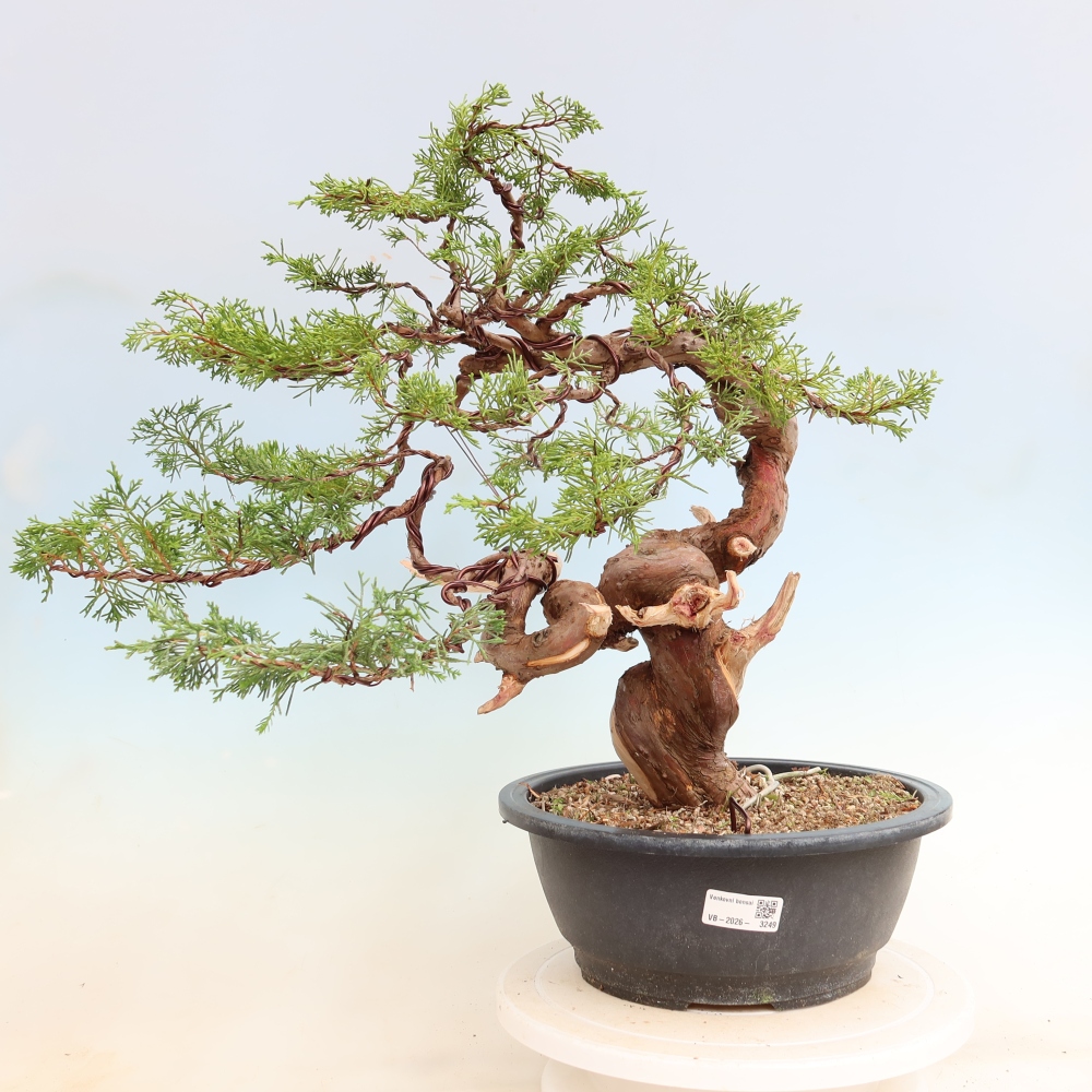 Bonsai für draußen - Juniperus chinensis Itoigawa-Juniperus chinensis