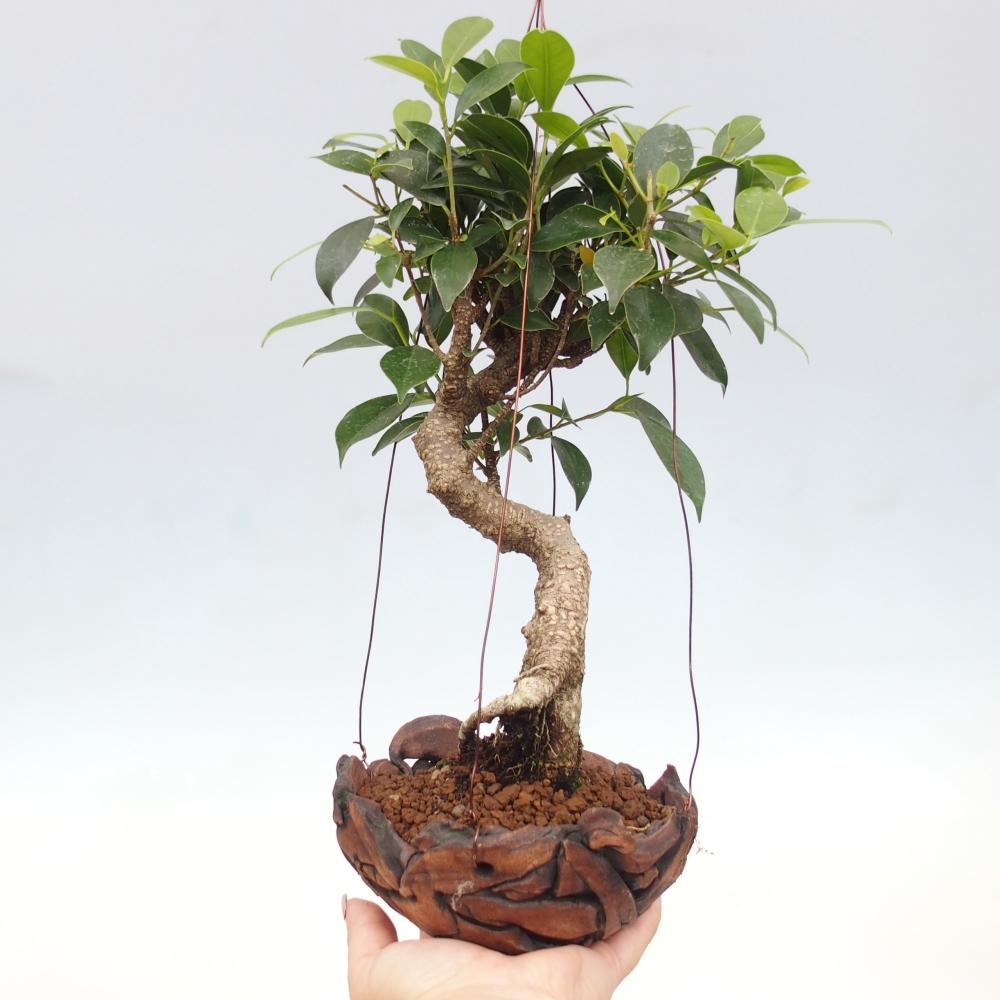 Kokedama in Keramik - kleinblättriger Ficus - Ficus kimmen
