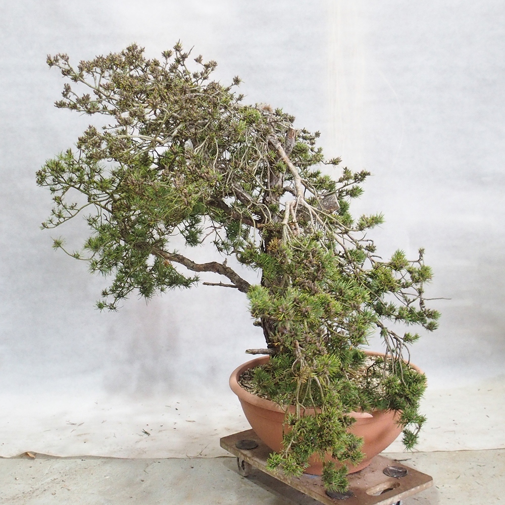 Yamadori - Pinus sylvestris 