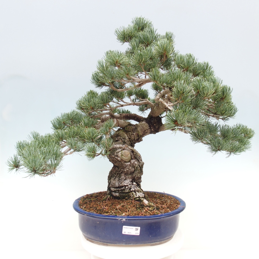 Bonsai im Freien - Pinus parviflora - kleine Kiefer
