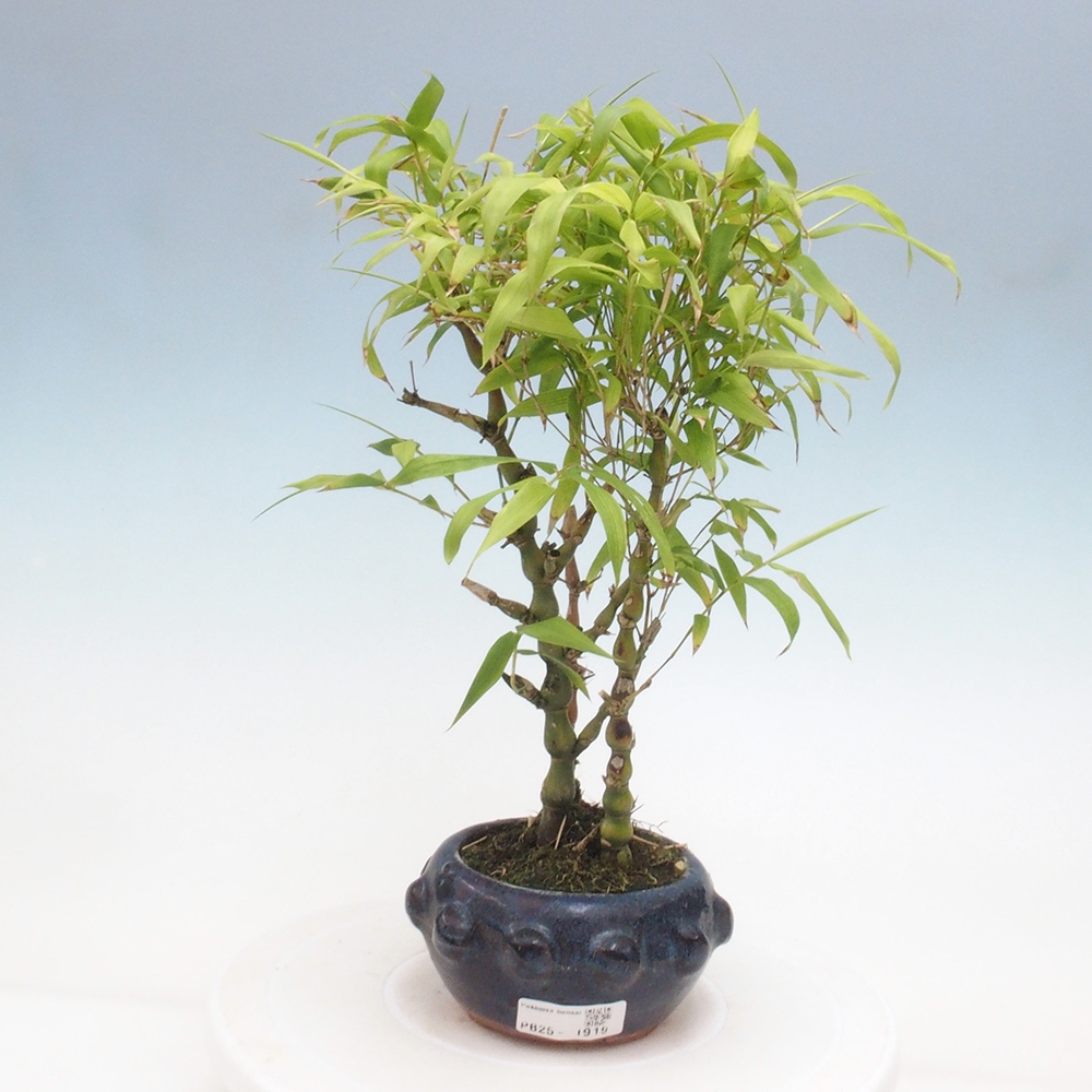Zimmerbonsai - Bambus-Buddha-Bambus-Buddha-Bauch