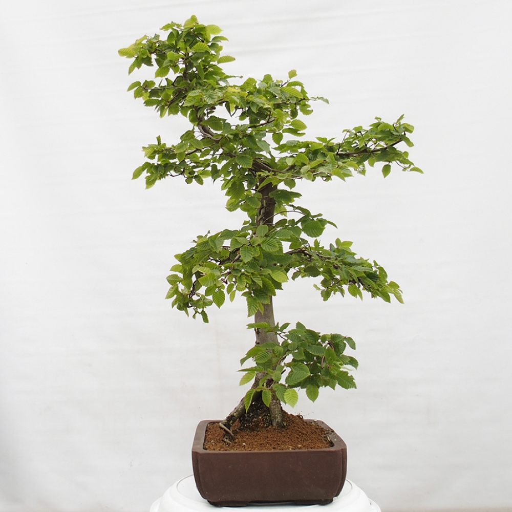 Bonsai im Freien - Hainbuche - Carpinus betulus