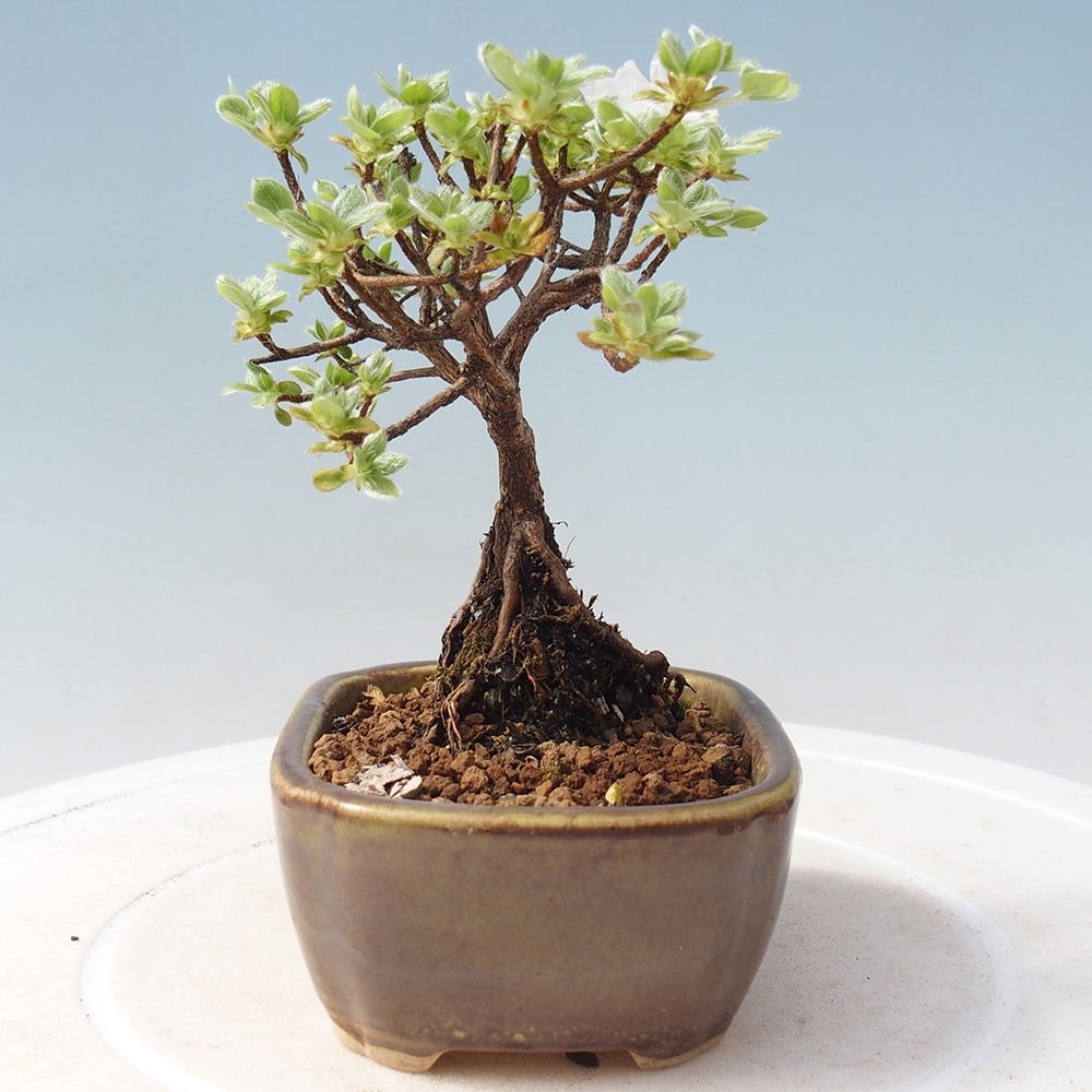 Outdoor-Bonsai - Rododendron indicum - Japanische Azalee
