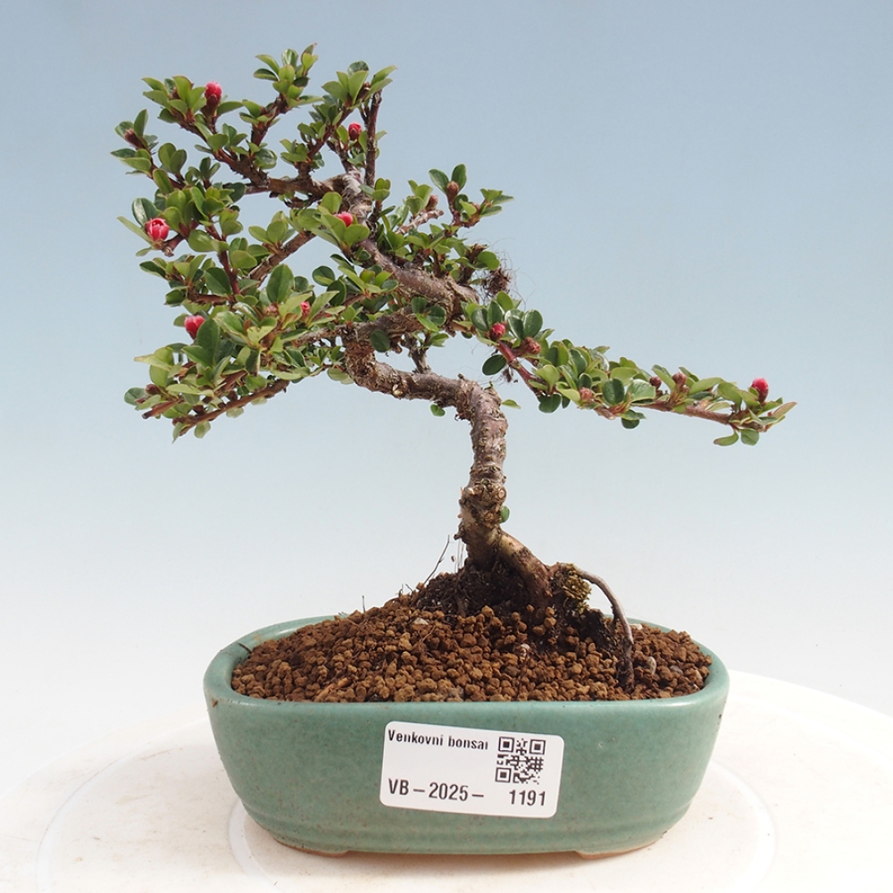 Bonsai im Freien - Cotoneaster horizontalis - Felsenbaum