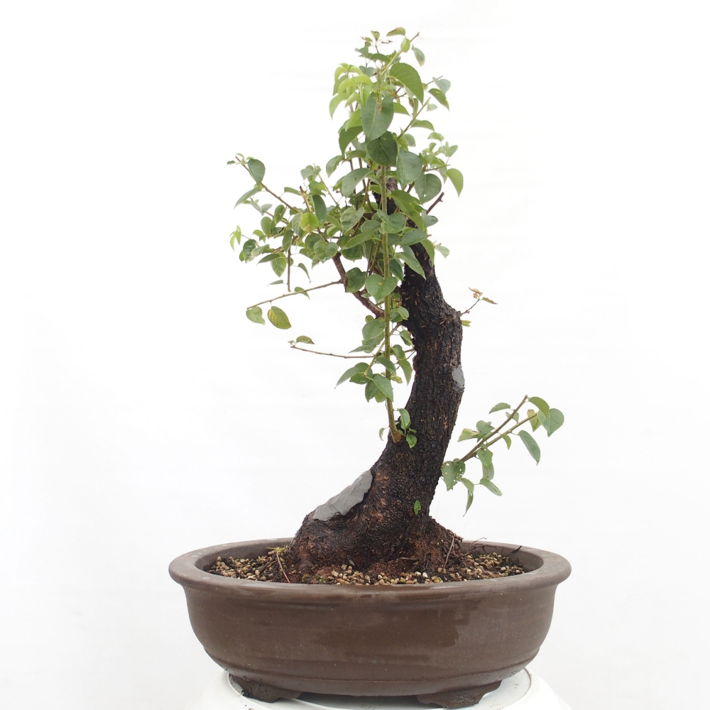 Bonsai im Freien - Mahalebka - Prunus mahaleb