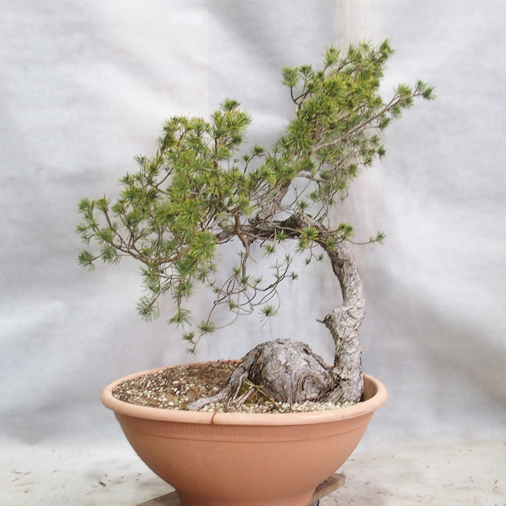 Yamadori - Pinus sylvestris 