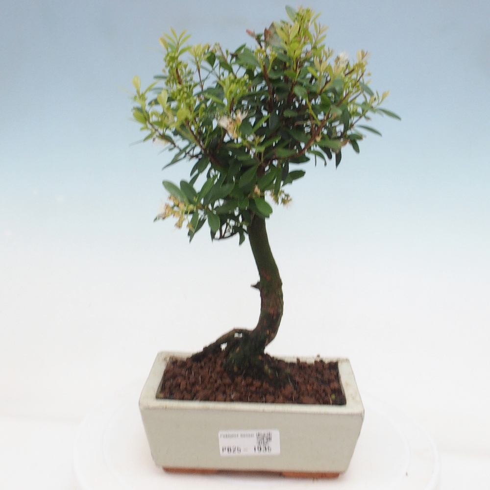 Zimmer Bonsai - Syzygium - Pimentovník