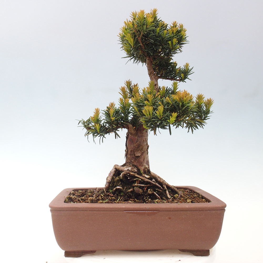 Bonsai im Freien - Taxus cuspidata - Japanische Eibe