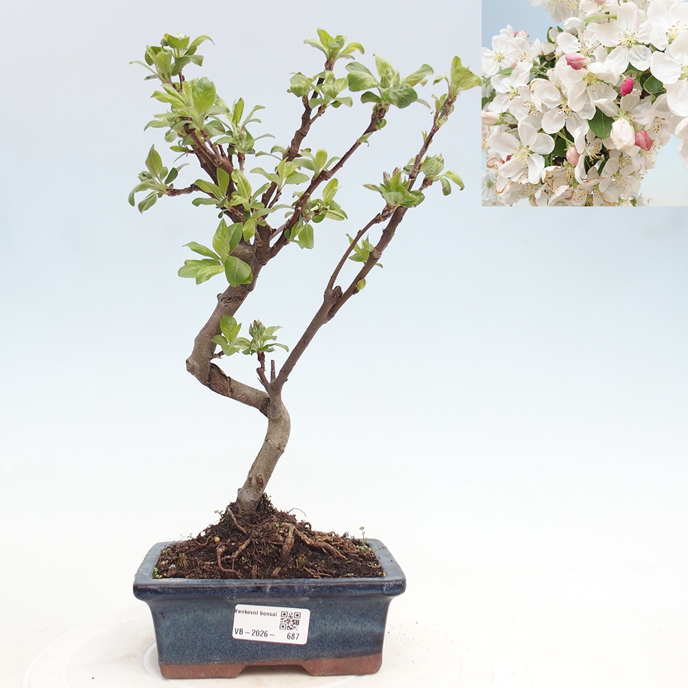 Outdoor-Bonsai -Malus halliana - Kleinfrüchtiger Apfelbaum