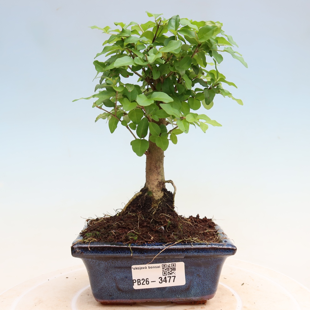 Zimmer Bonsai -Ligustrum chinensis - Vogelschnabel