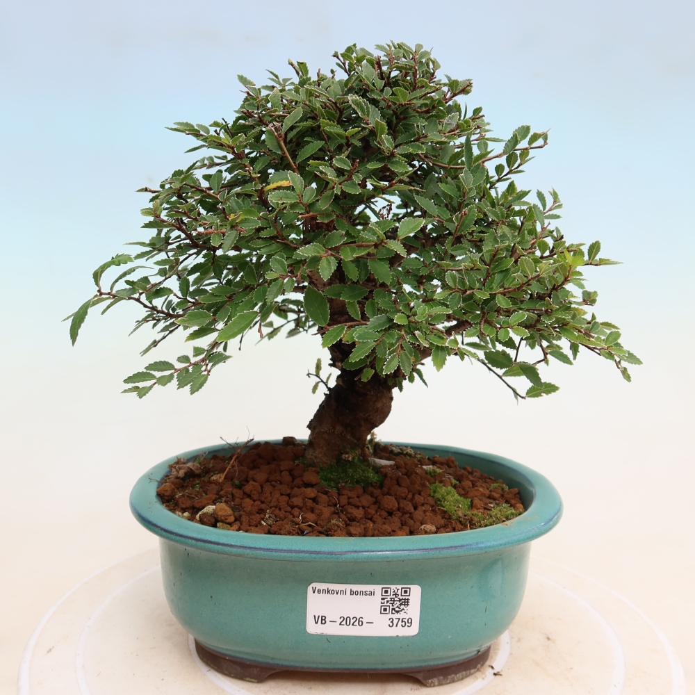Bonsai für draußen - Zelkova - Zelkova NIRE