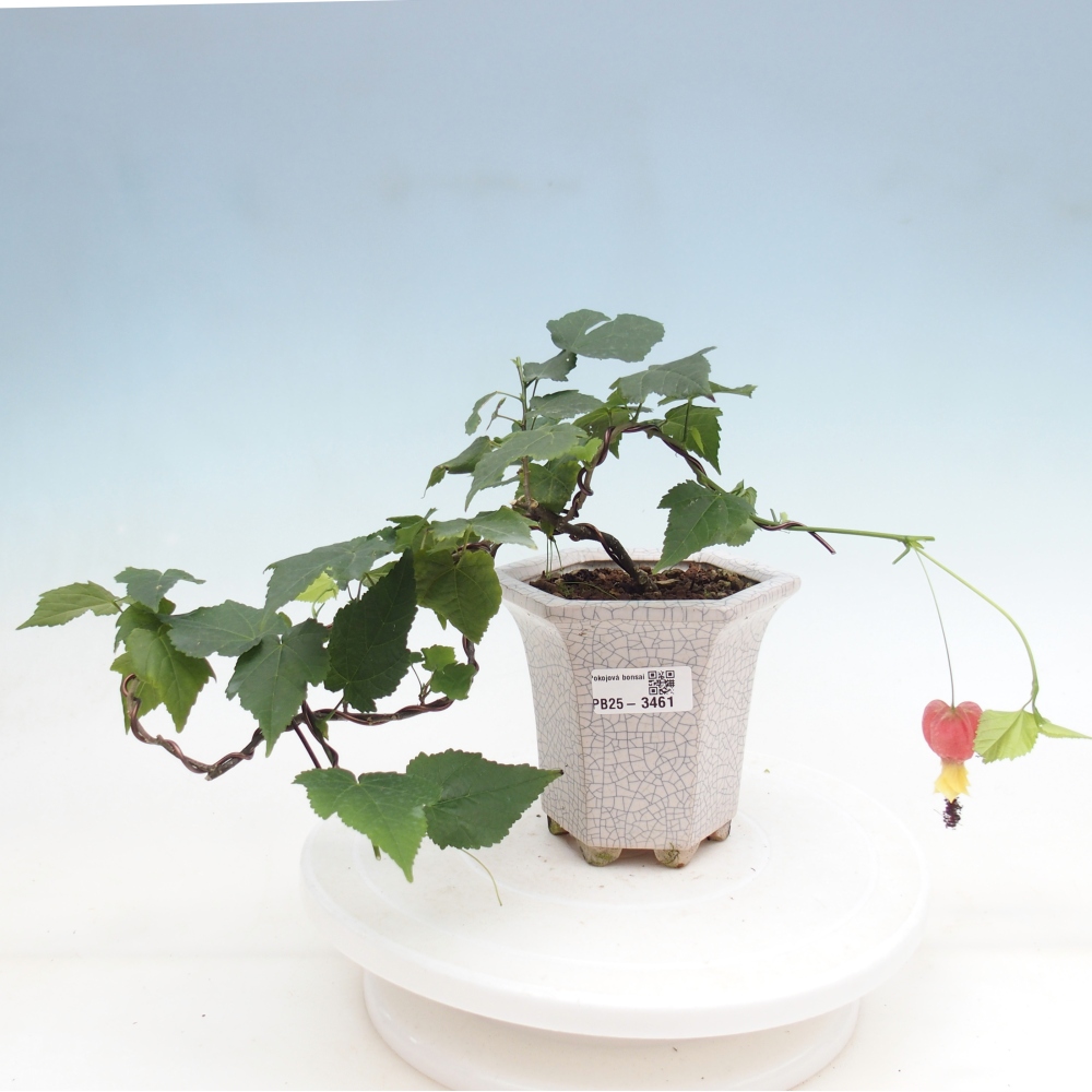 Zimmerbonsai - Abutilon Big Bell - Moltebeere