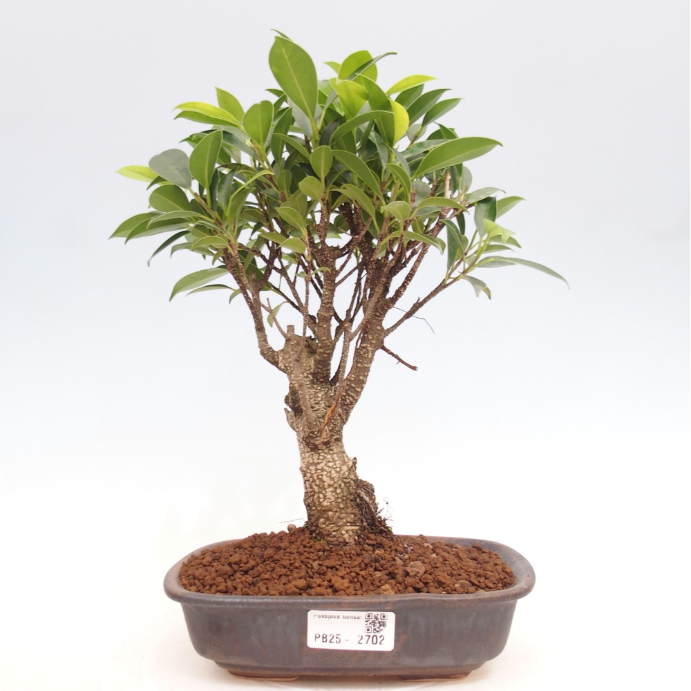 Indoor-Bonsai - Ficus retusa - kleiner Ficus