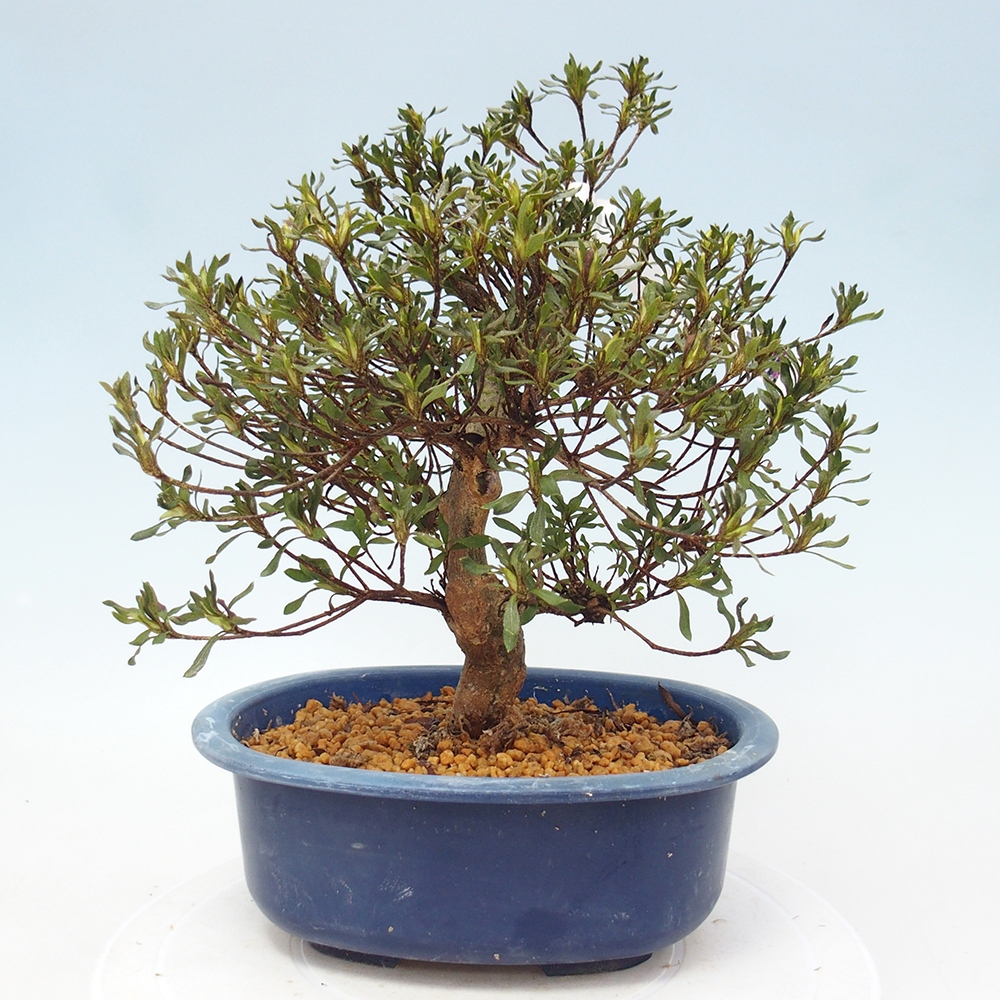 Bonsai für draußen - Japanische Azalee - Azalea Ryusen