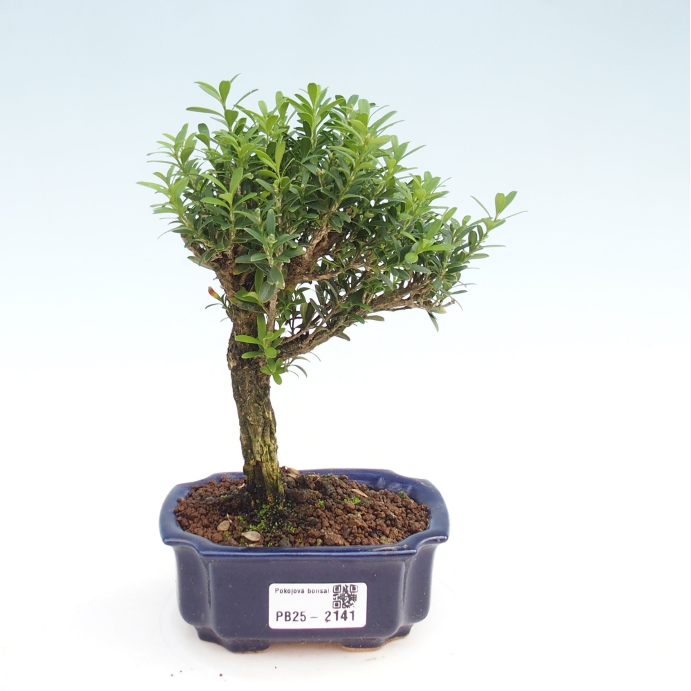 Zimmerbonsai - Buxus harlandii - Korkbuchsbaum