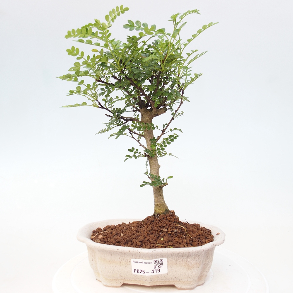 Zimmer Bonsai - Zantoxylum piperitum - Pfefferbaum