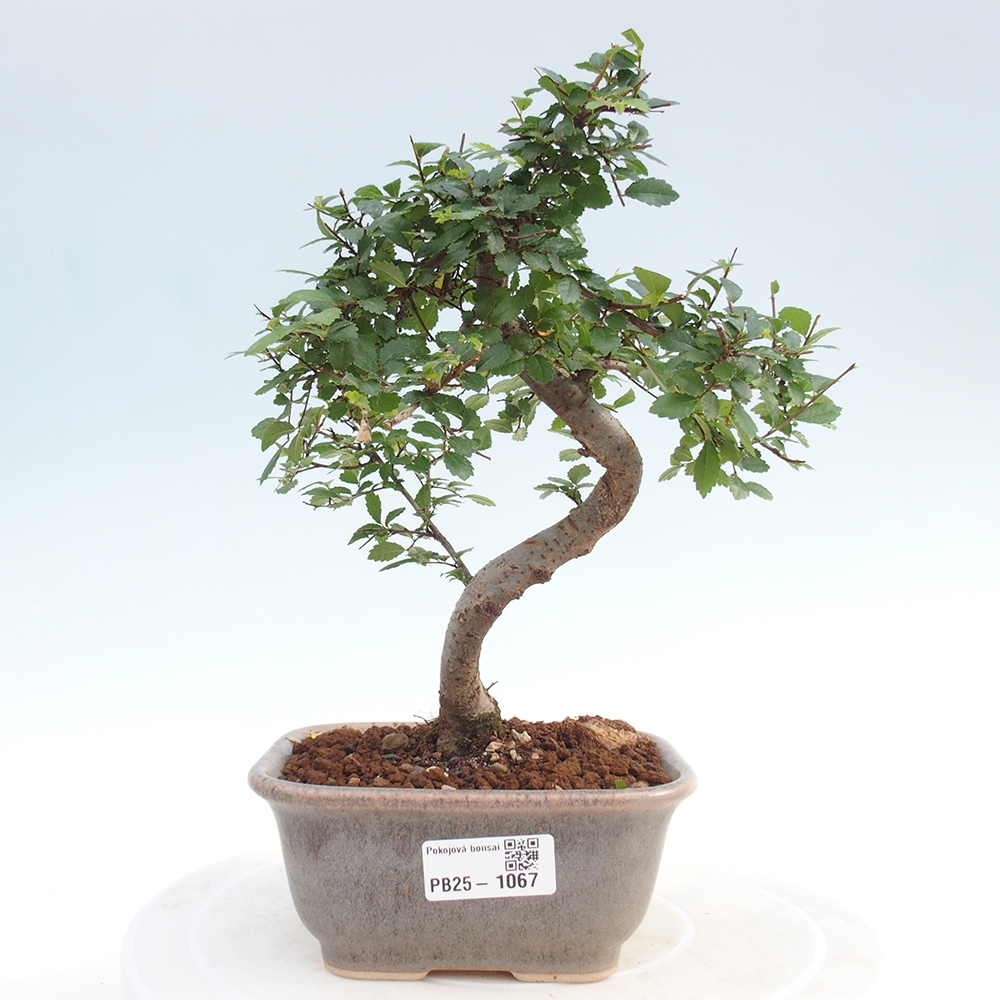 Zimmer Malolistý Ulme Bonsai