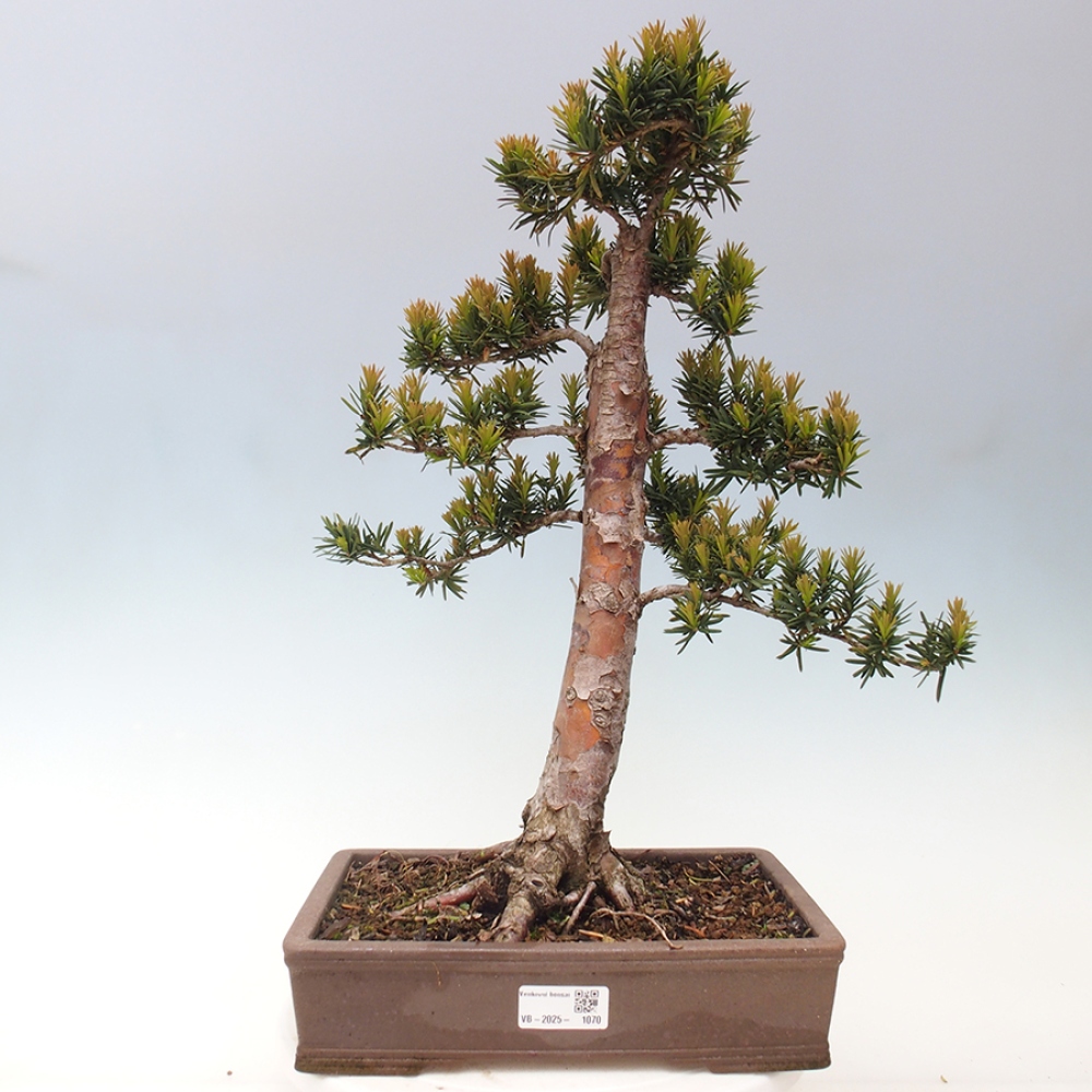 Bonsai im Freien - Taxus cuspidata - Japanische Eibe