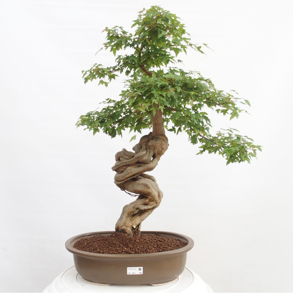 Bonsai im Freien - Ahorn Buergerianum - Burger Maple
