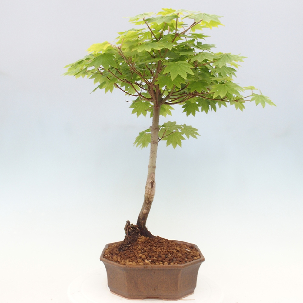 Bonsai im Freien - Ahorn palmatum katsura GISAN - Ahorn palmat