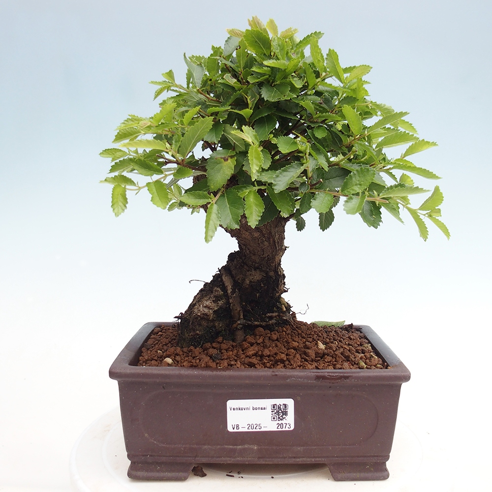 Bonsai im Freien - Zelkova - Zelkova NIRE