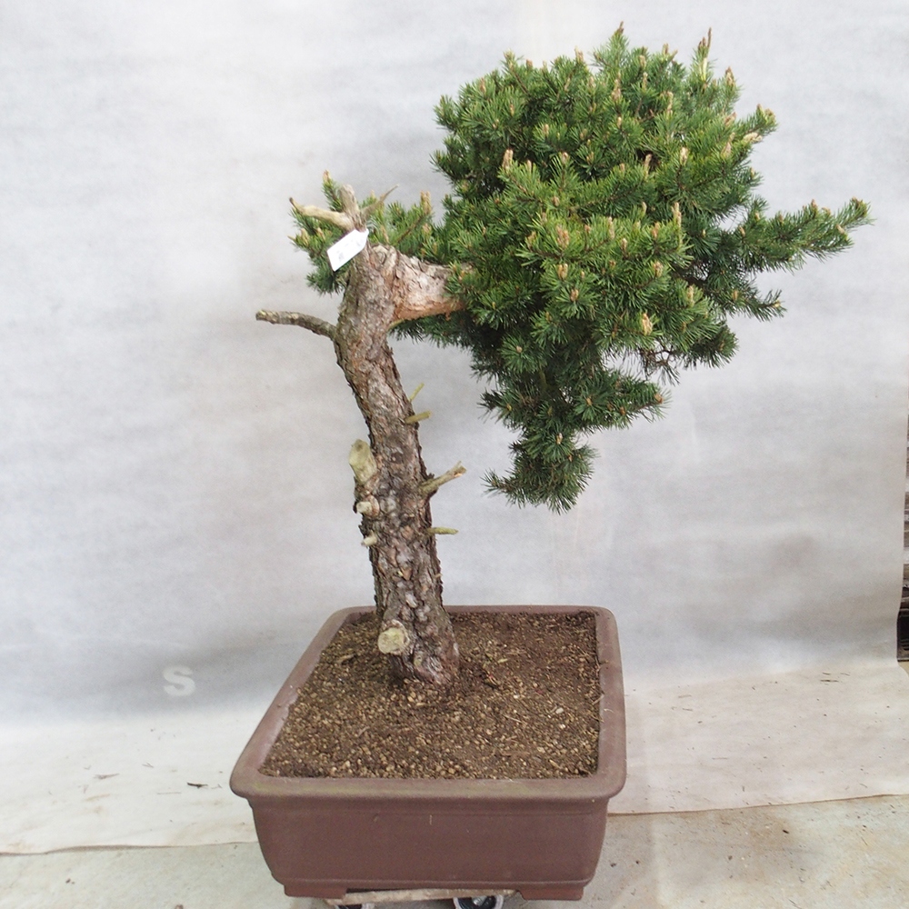 Yamadori - Pinus sylvestris 