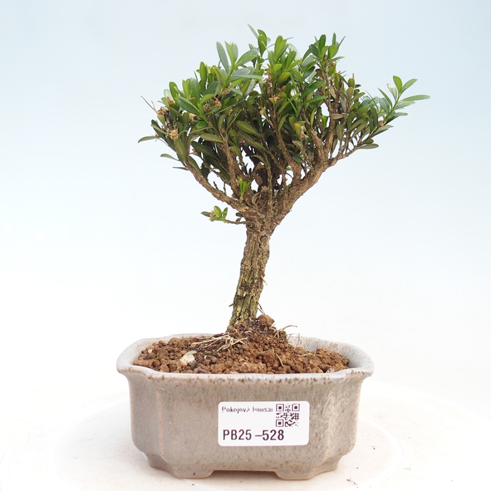 Zimmerbonsai - Buxus harlandii - Korkbuchsbaum
