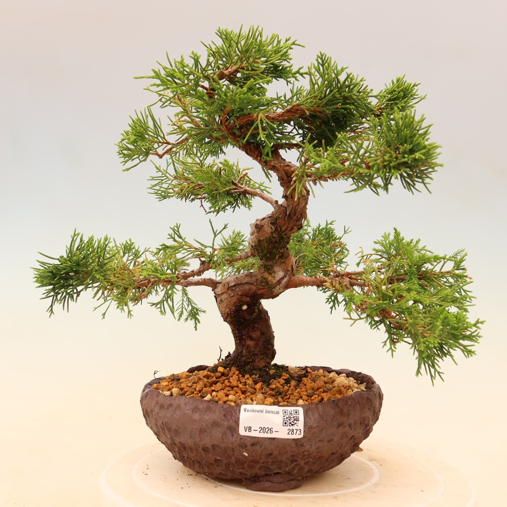 Bonsai für draußen - Juniperus chinensis Itoigawa