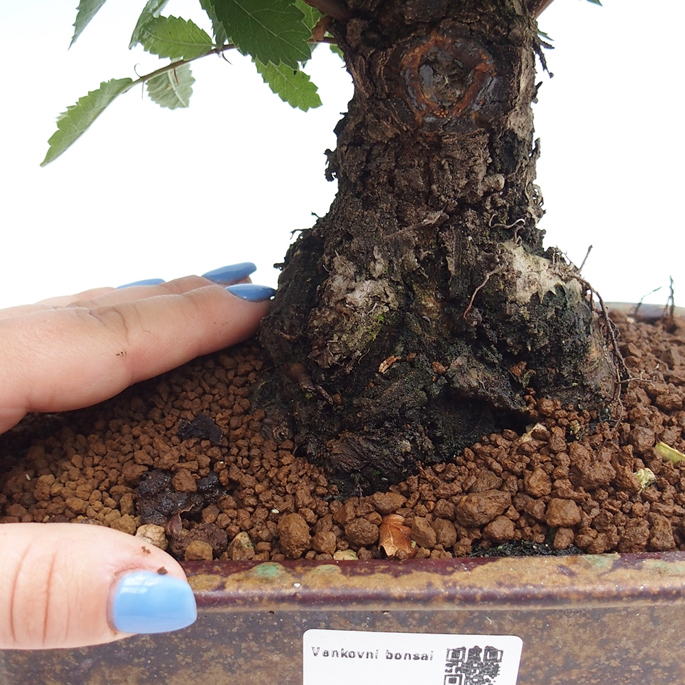Bonsai im Freien - Zelkova - Zelkova NIRE