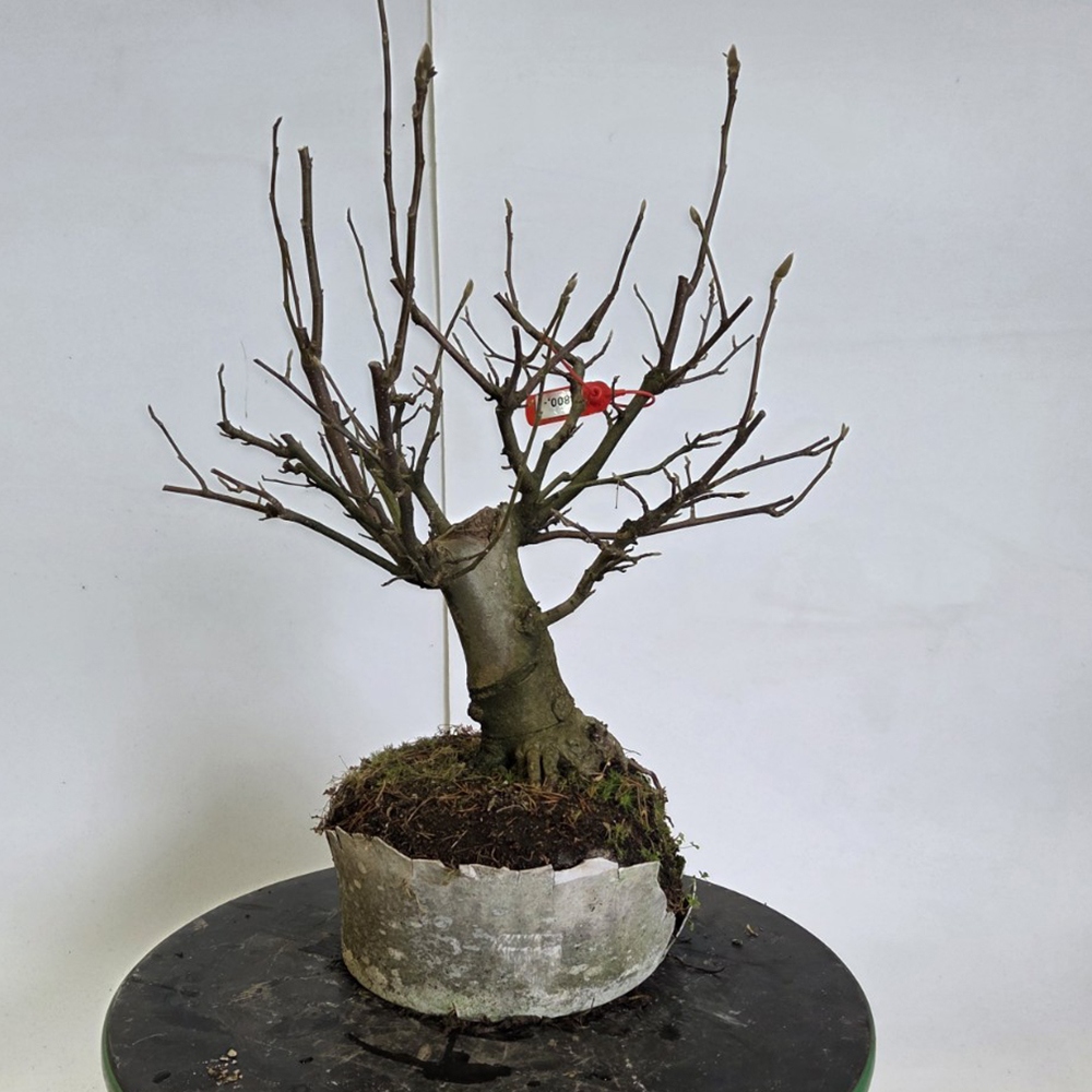 Bonsai für draußen - Magnolie - Šácholan