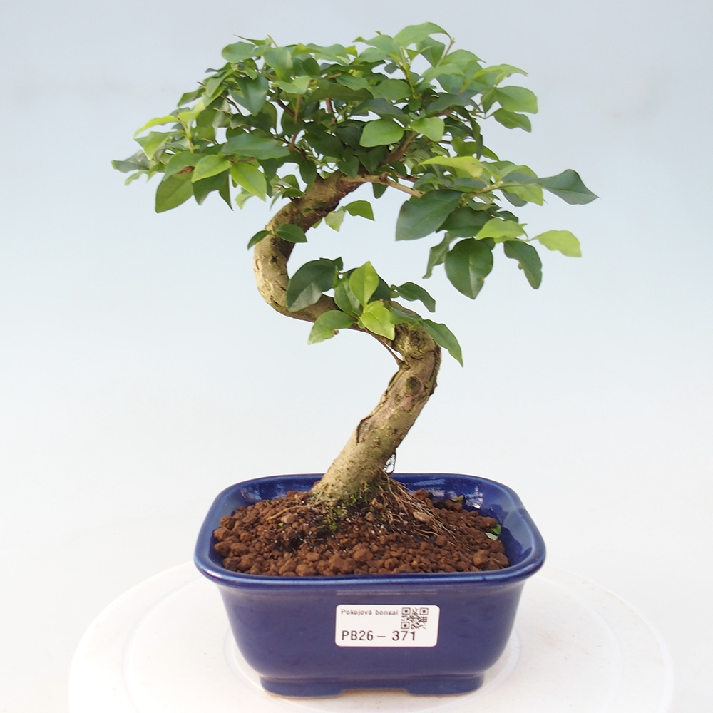 Zimmer Bonsai -Ligustrum chinensis - Vogelschnabel