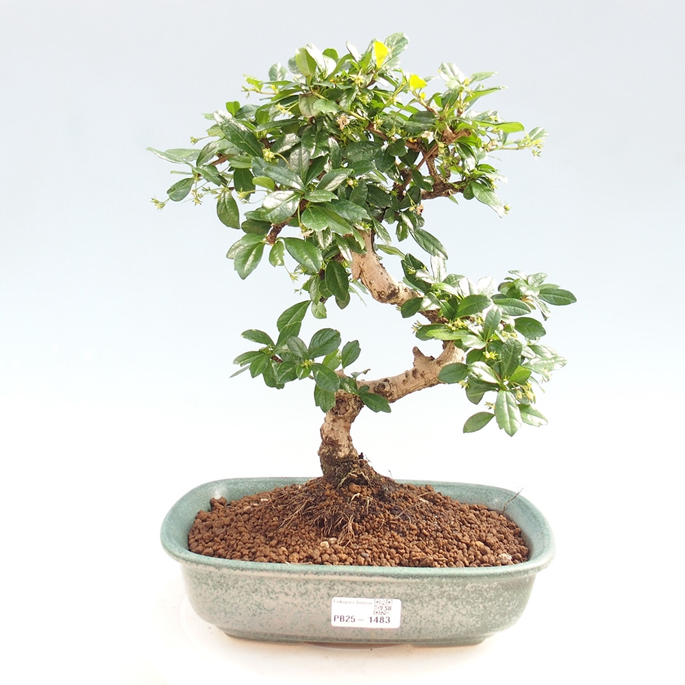 Zimmer Bonsai - Carmona macrophylla - Tea Fuki