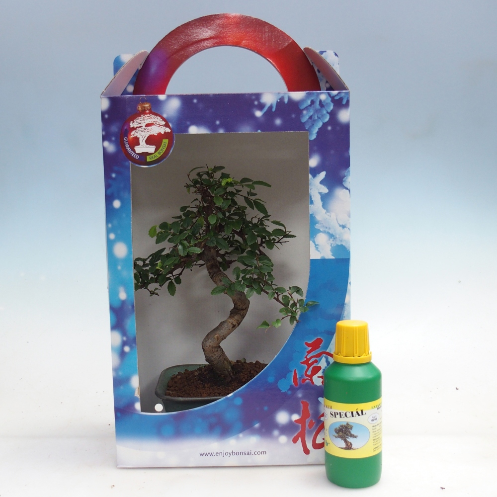 Ulmus parvifolia - Chinesische Ulme