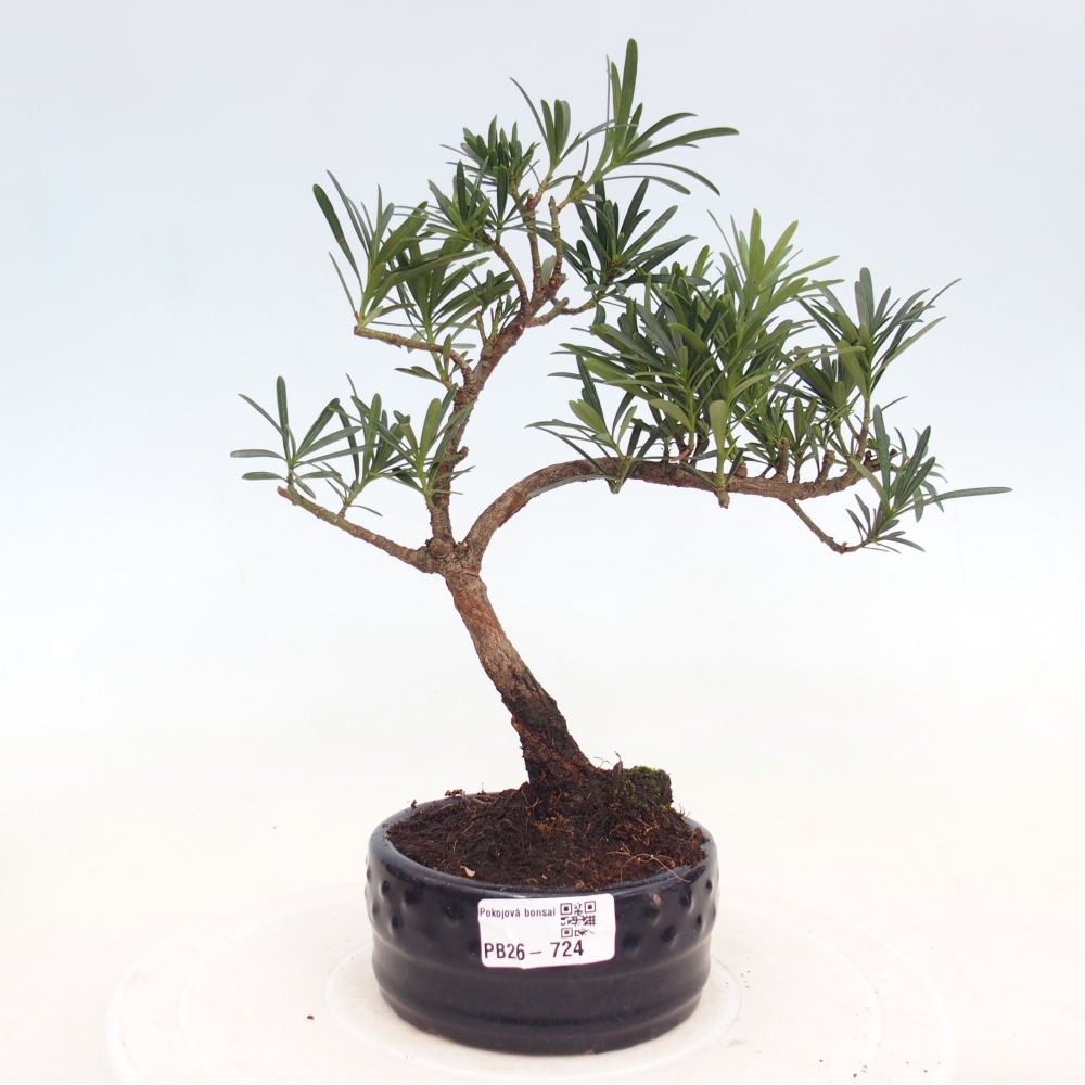 Zimmerbonsai - Podocarpus - Stein-Eibe
