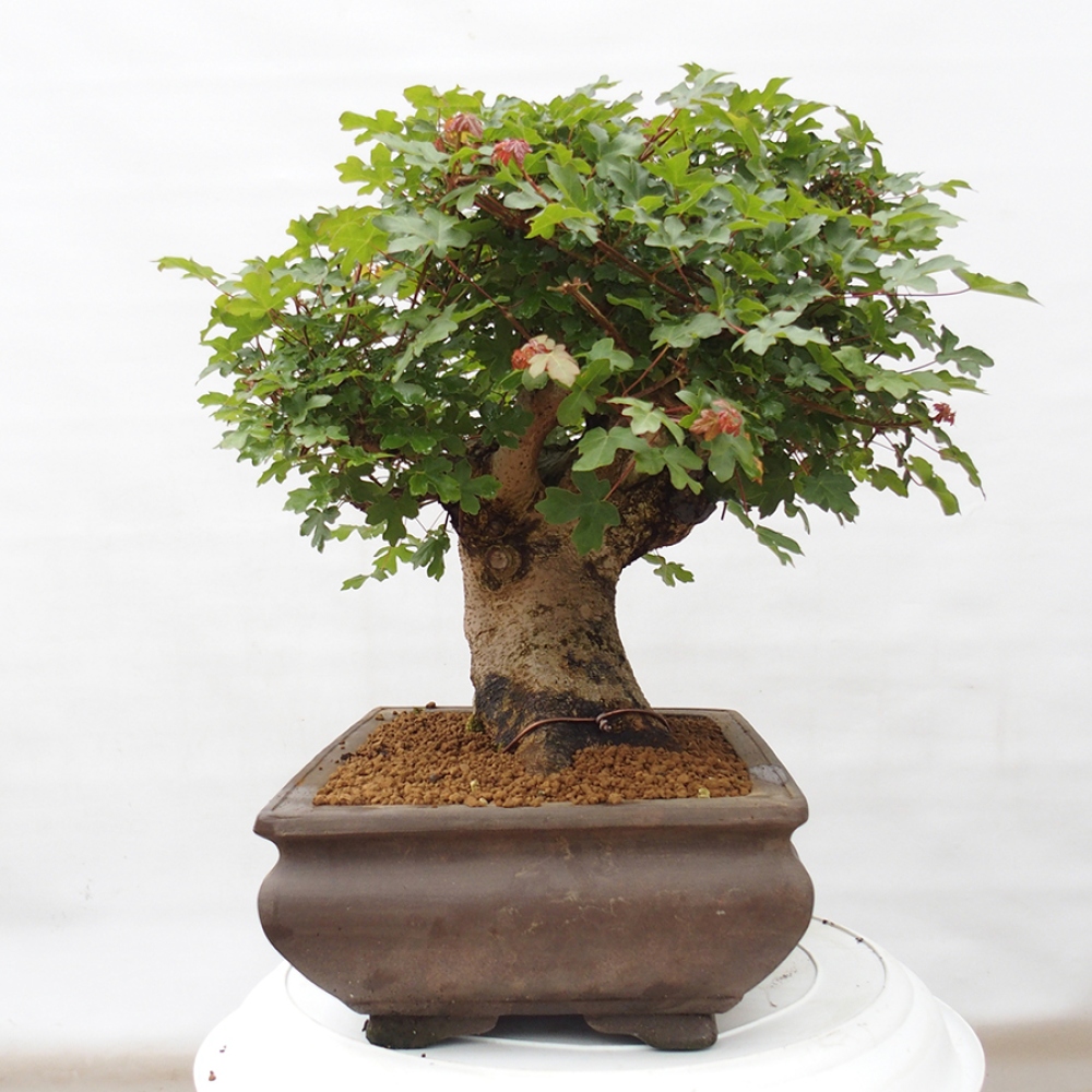 Bonsai im Freien - Französischer Ahorn - Acer Nonspessulanum