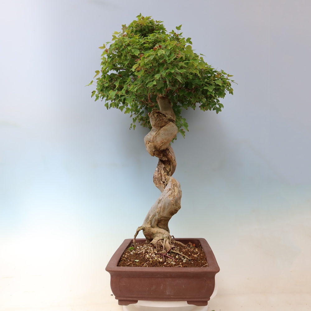 Bonsai für draußen - Acer Buergerianum - Bergahorn