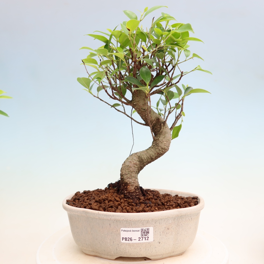 Zimmerbonsai - Ficus kimmen - Kleinblättriger Ficus
