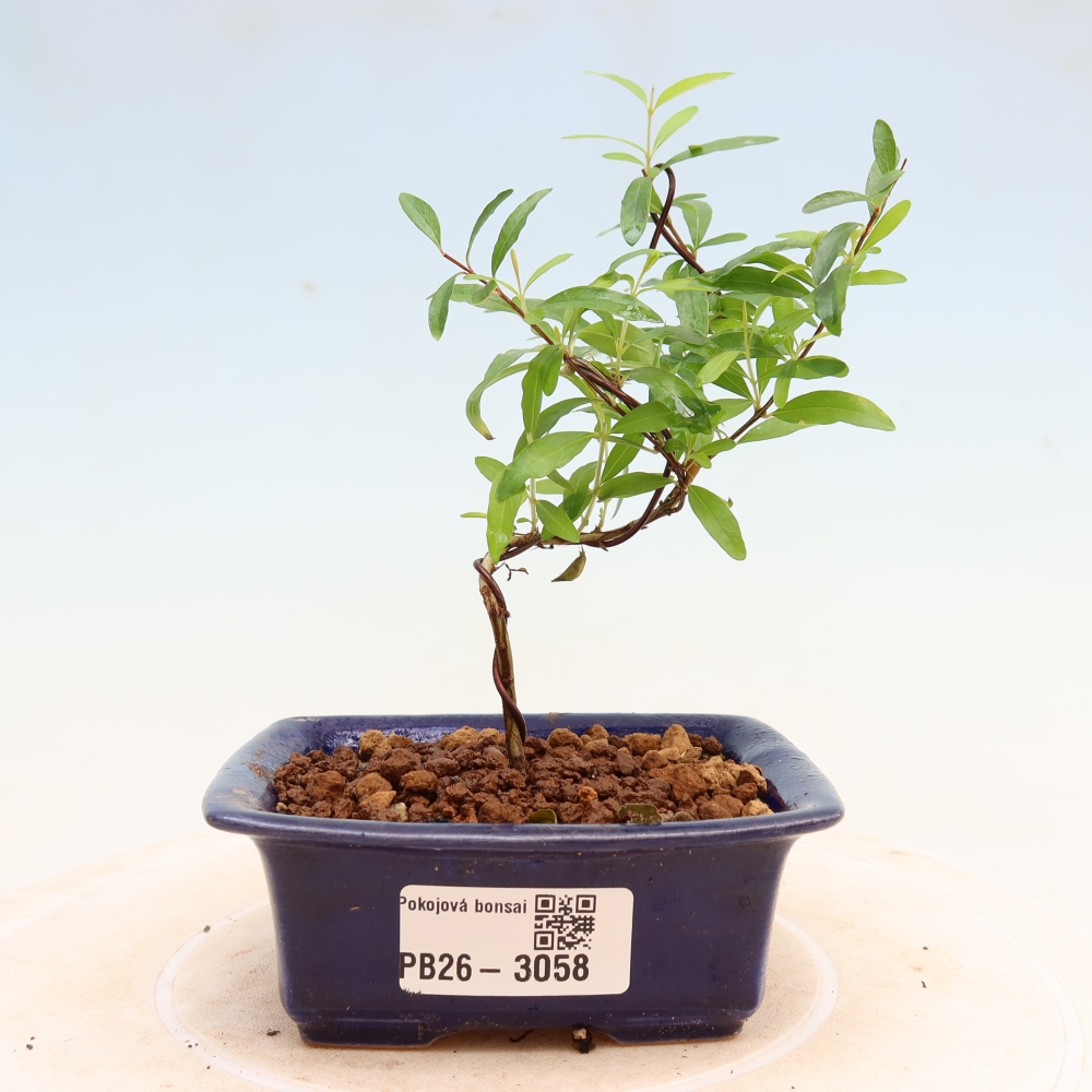 Zimmer-Bonsai-PUNICA granatum nana-Apfel-Granatapfel