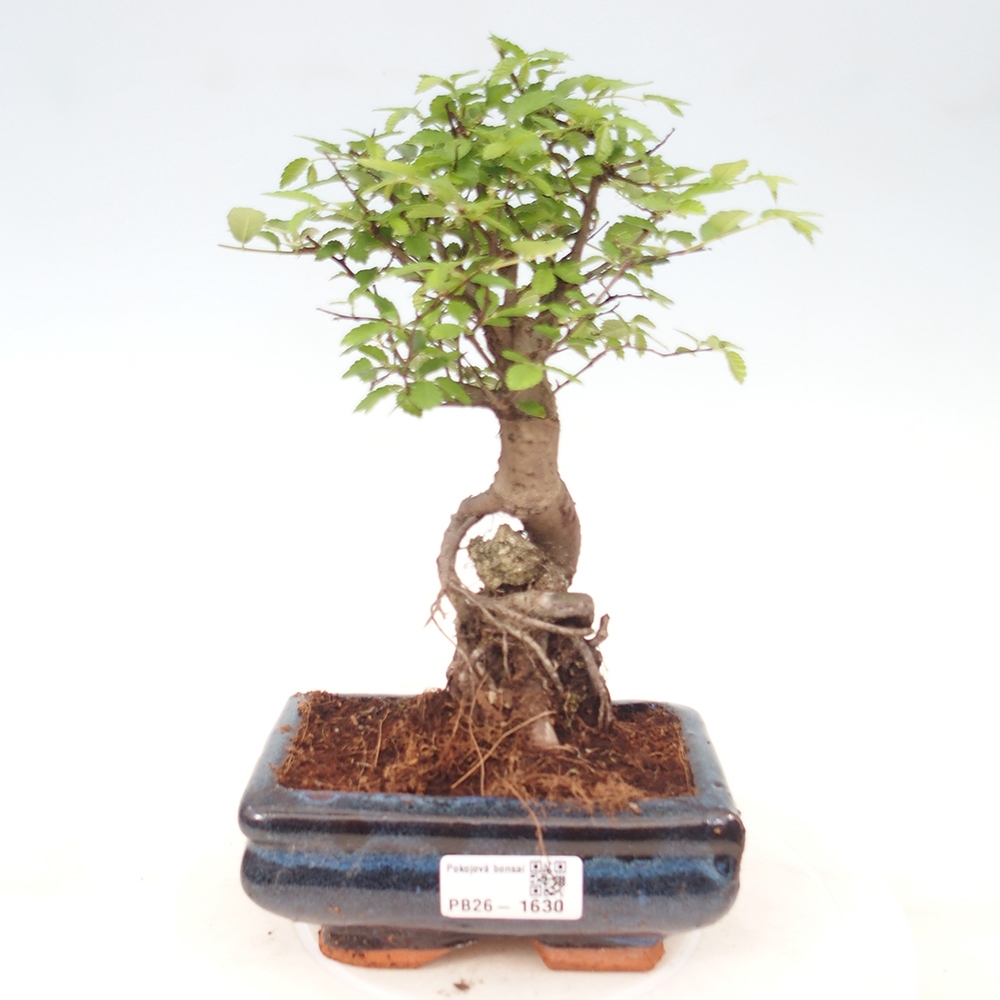 Zimmerbonsai - Ulmus parvifolia - Kleinblättrige Ulme
