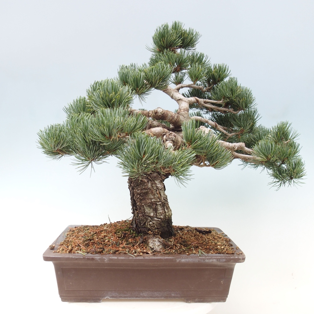 Bonsai im Freien - Pinus parviflora - kleine Kiefer